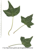'