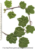 '