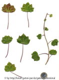 '
