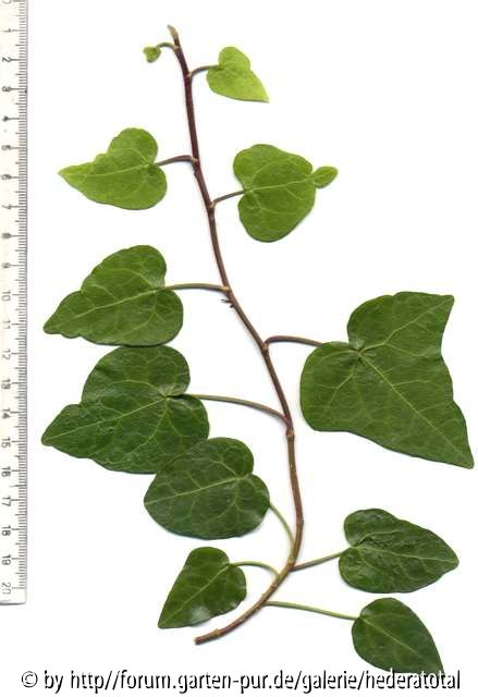 '