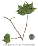 '