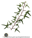 '