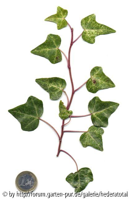 '