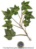'