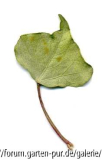 '