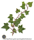 '