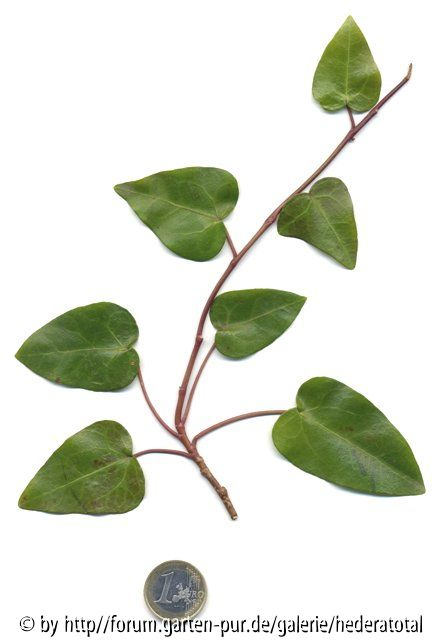'