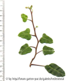 '