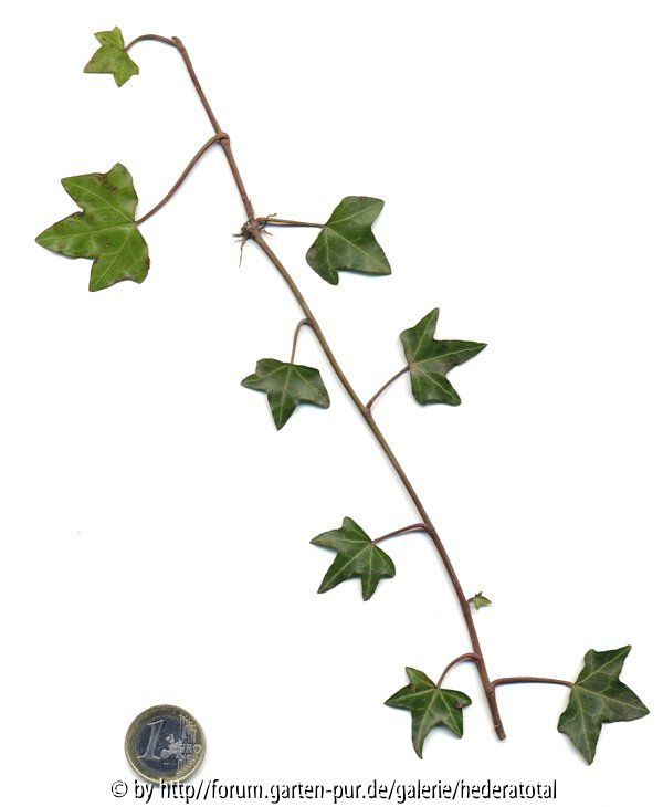 '
