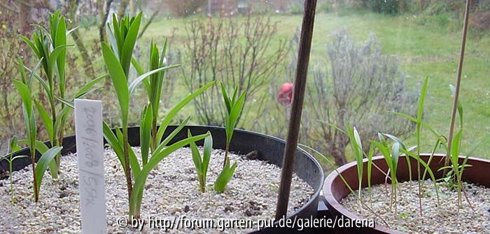 Lilium bulbiferum - Vergleich März 2008