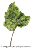 '