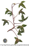 '
