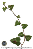 '