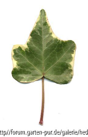 '