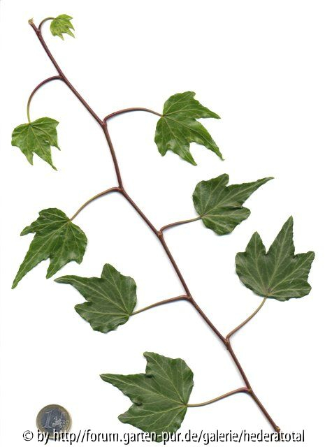 '