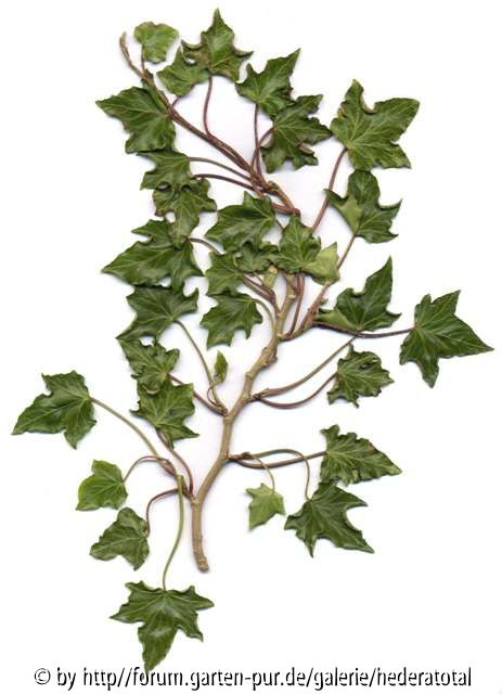 '