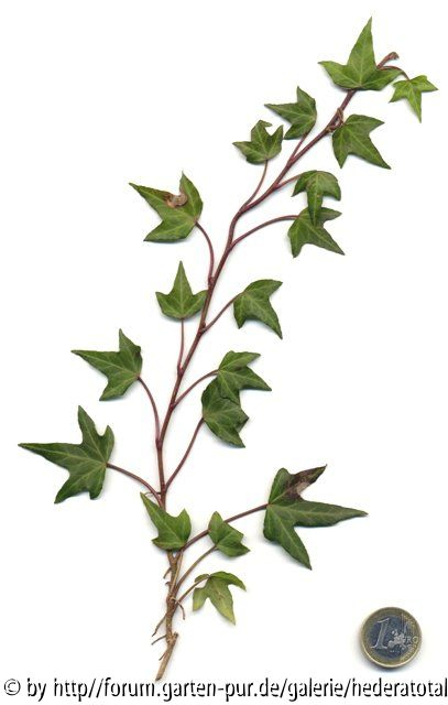'