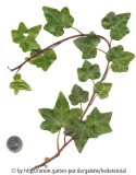 '
