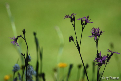 Lichtnelke Blüte