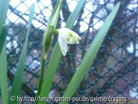 Bllüte Sommerknotenblume