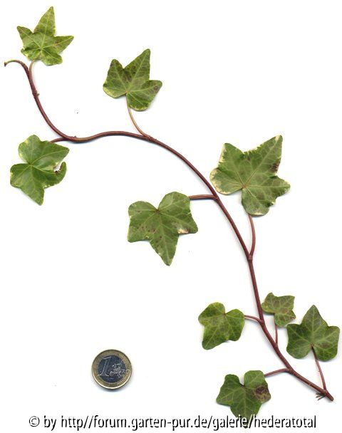 '
