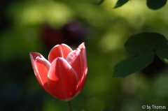 Tulpe Blüte orange
