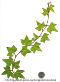 '