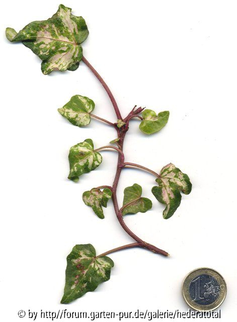 '