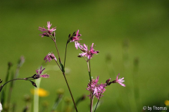 Lichtnelke Blüte