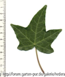 '