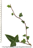 '