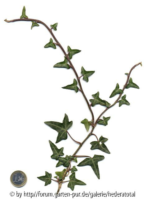 '