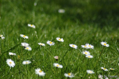 Gänseblümchen Garten