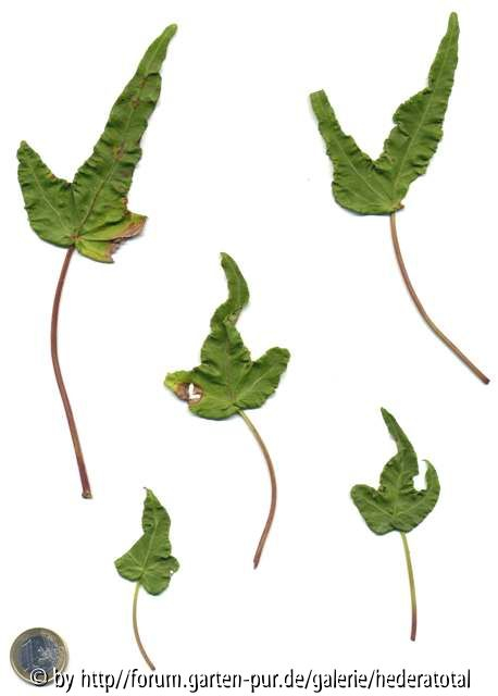 '