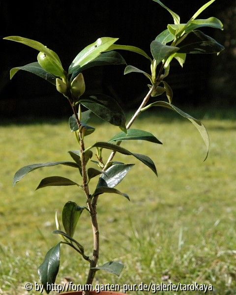 ki-no-joman habitus