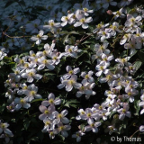 Clematis montana