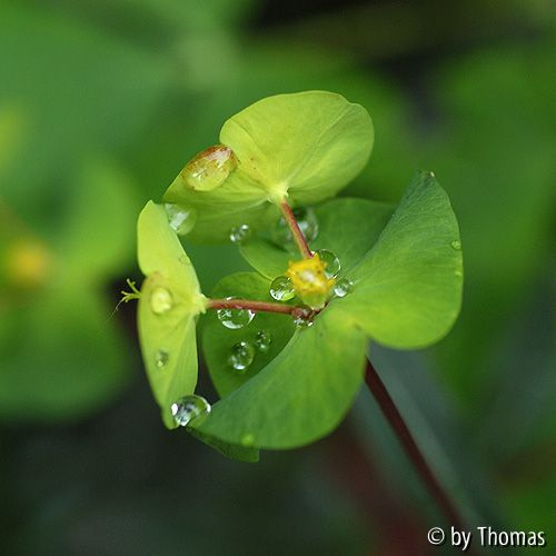 Euphorbia-Blüte mit Tropfen