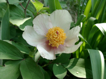Paeonia daurica ssp mlokosewitschii