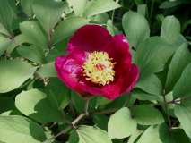 Paeonia daurica ssp mlokosewitschii - rot