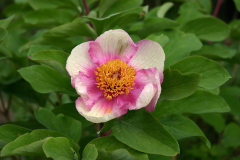 Paeonia daurica ssp mlokosewitschii - chamaeleon