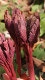 Paeonia daurica ssp. mlokosewitschii - Austrieb gelbe Form