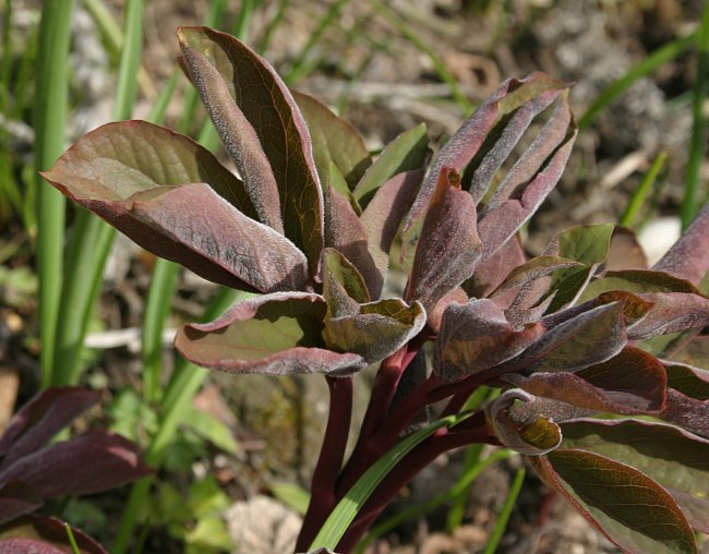 Paeonia daurica ssp. mlokosewitschii -Austrieb Absaat chamaeleon-Typ