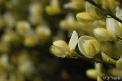 Ginster Blüten