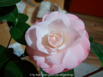 october affair