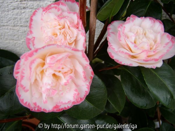 margaret davis