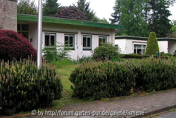 Kiefernhecke
