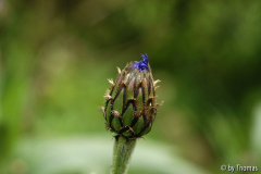 Bergflockenblume Blüte Entfaltung