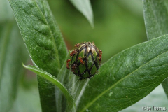 Bergflockenblume Blütenknospe von Ameisen beträllert