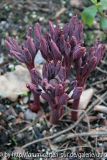 paeonia daurica ssp. mlokosewitschii