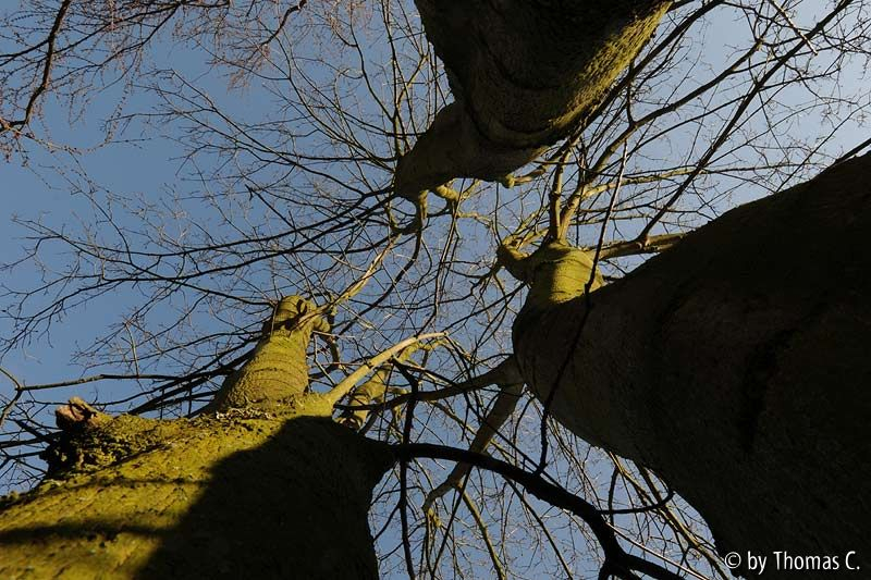 Acer Stämme